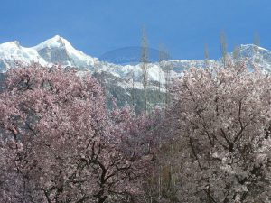 Ultar Peak with blossom season karimabad Hunza