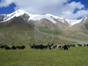 Shimshal pass Yaks grazing