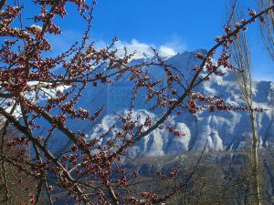 Blossom season just about to start in Hunza Valley