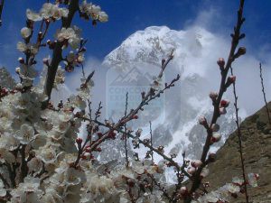 Hunza peak  (6700m) and blossom season in Hunza Valley