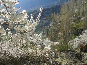 Blossom Season In Hunza Valley