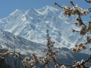 View of Rakaposhi (7788m) from Hunza in  blossom 