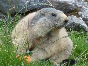 Wild Animal in Deosai National Park