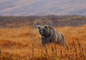 Brown Bear at Deosai